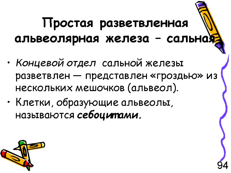 Простая разветвленная альвеолярная железа – сальная Концевой отдел  сальной железы разветвлен — представлен
